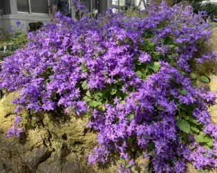 京都府立植物園（徒歩3分／約200m）