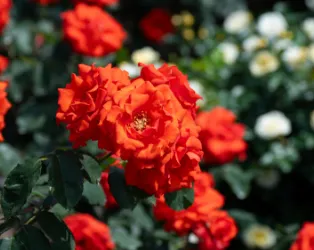 京都府立植物園（徒歩3分／約200m）